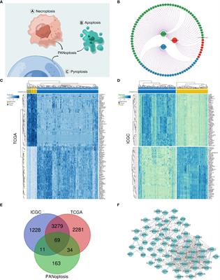 PANoptosis-based molecular subtyping and HPAN-index predicts therapeutic response and survival in hepatocellular carcinoma